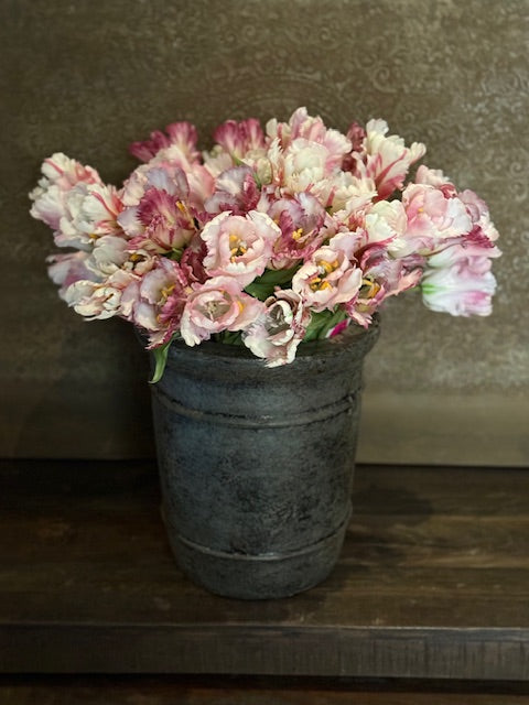 Parrot Tulp Pastel