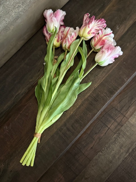 Parrot Tulp Pastel