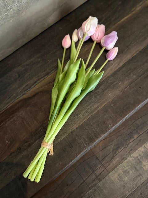 Tulp Lila