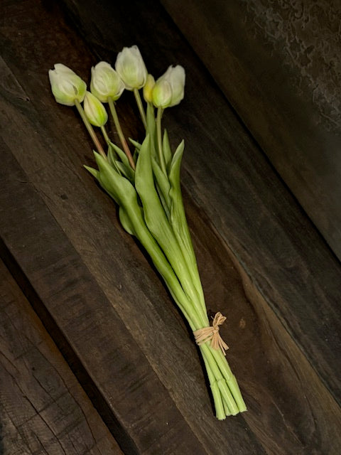 Tulp Wit