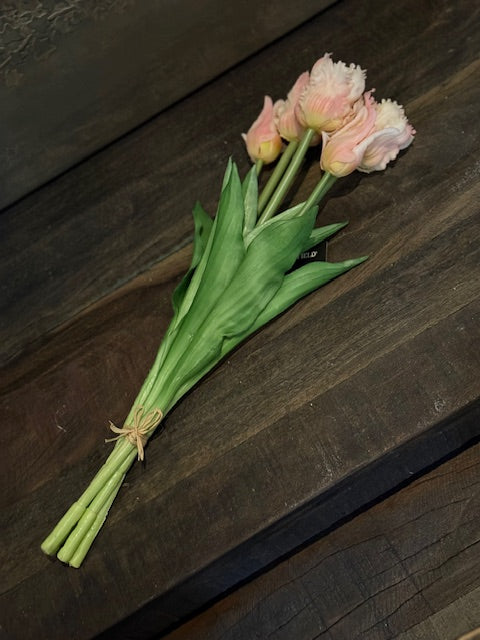 Parrot tulp Zalm
