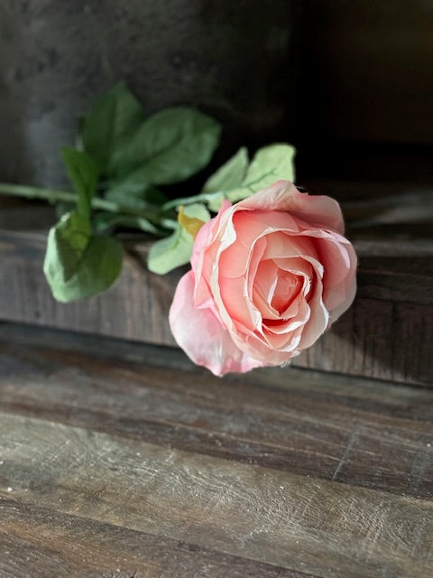 Roos Roze