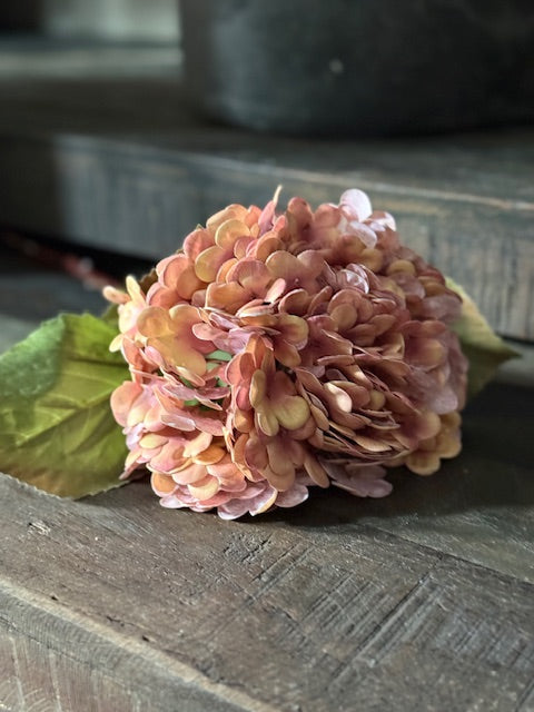 Hortensia Roze