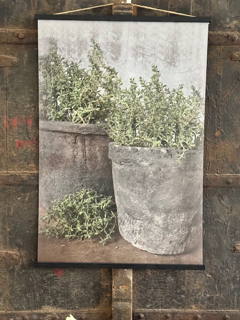 Tuinposter - Tijm