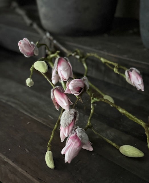 Magnoliatak lichtroze