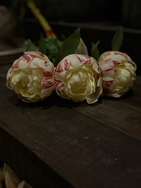 PIoenrozen groot - Cream