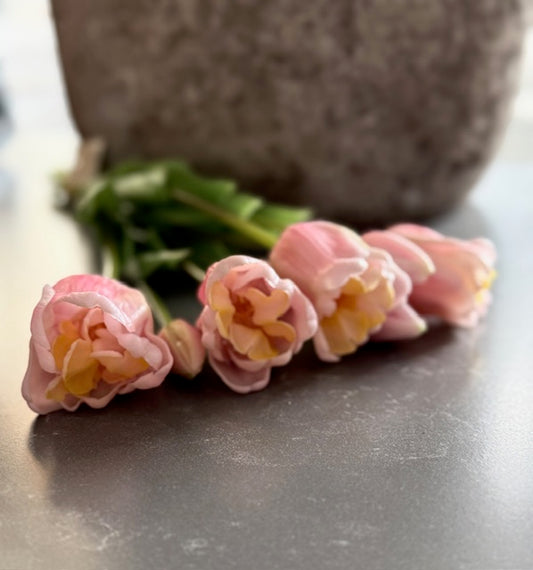 Parrot tulp Lichtroze