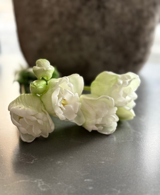 Parrot tulp Wit